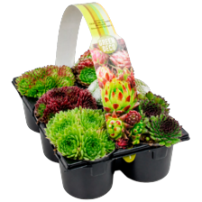 Sempervivum sixpack